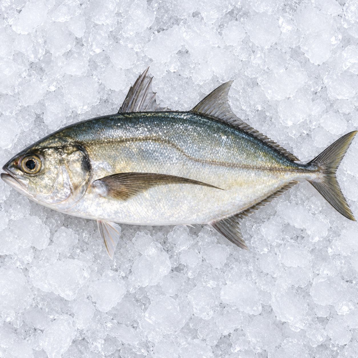 FISH